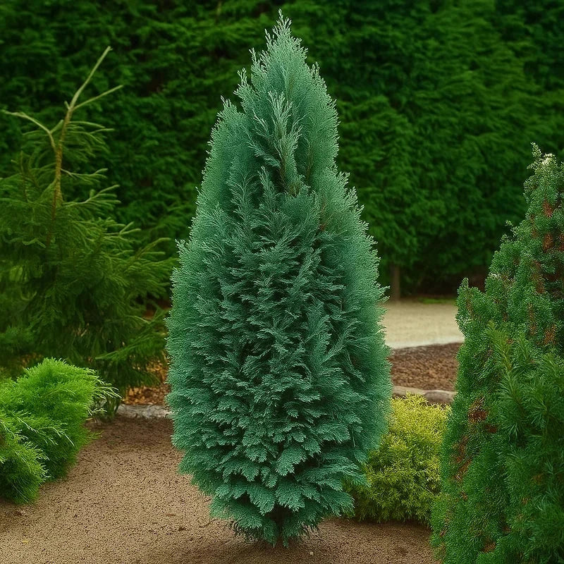 Chamaecyparis de Lawson 'Columnaris' - H.150/175cm - Pot de 15 litres