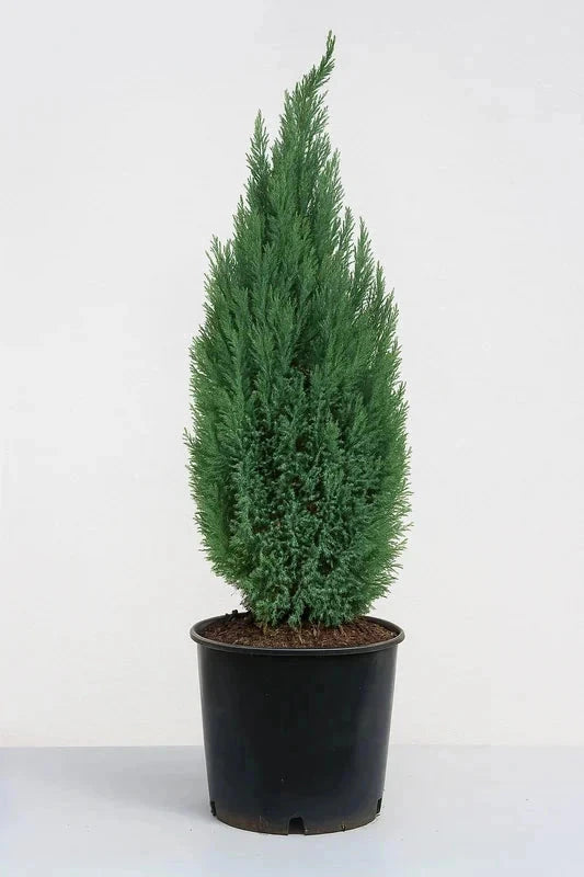 Chamaecyparis de Lawson 'Ellwoodii' - H.125/150cm - Pot de 20 litres