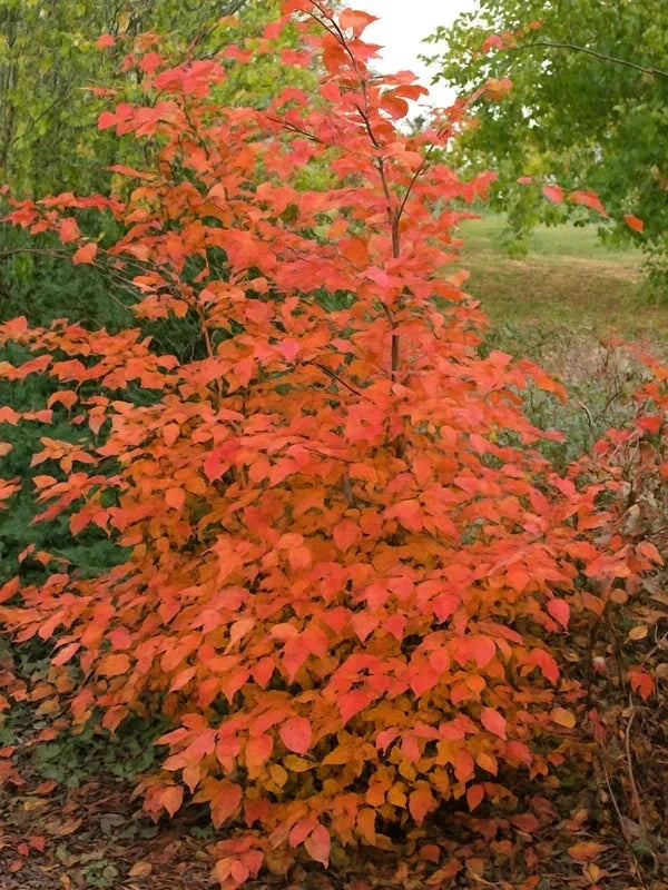 Charme 'Rock Hampton Red' - Baliveau - H.175/200cm - Pot de 15 litres