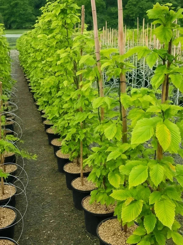 Charme 'Rock Hampton Red' - Baliveau - H.175/200cm - Pot de 15 litres - Image 2