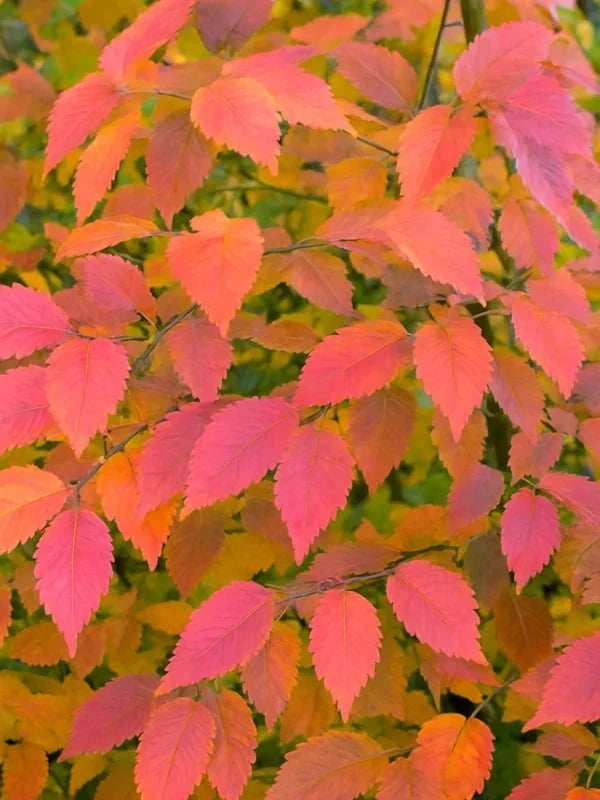 Charme 'Rock Hampton Red' - Baliveau - H.175/200cm - Pot de 15 litres - Image 3