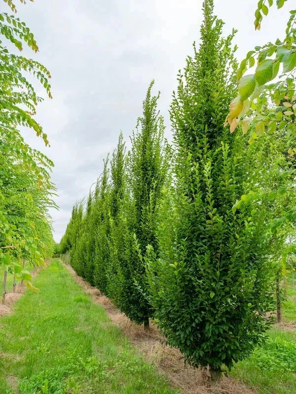 Charme commun 'Fastigiata' - H.150/175cm - Baliveau - Racines nues