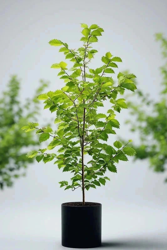 Charme commun 'Ramifié' - H.175/200cm - Pot de 15 litres