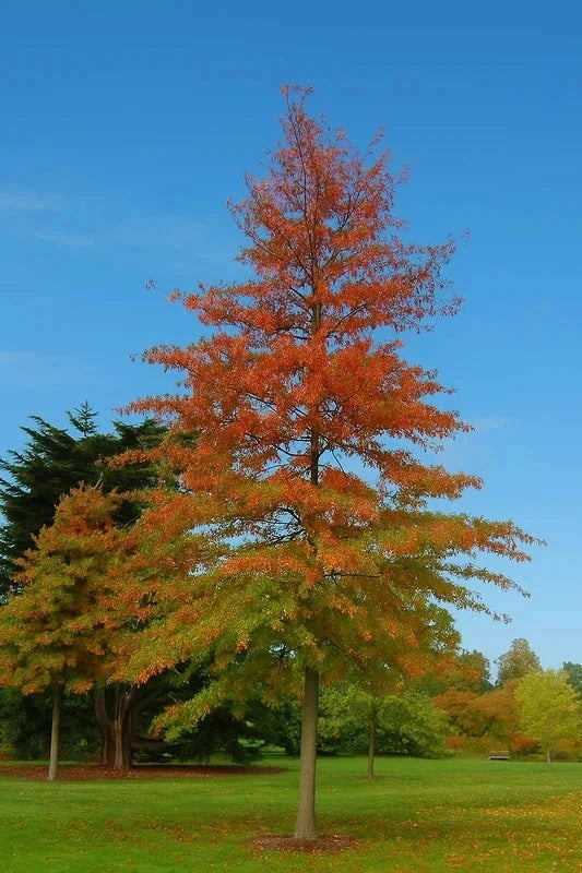 Chêne des marais - Baliveau H.175/200cm - Pot de 15 litres