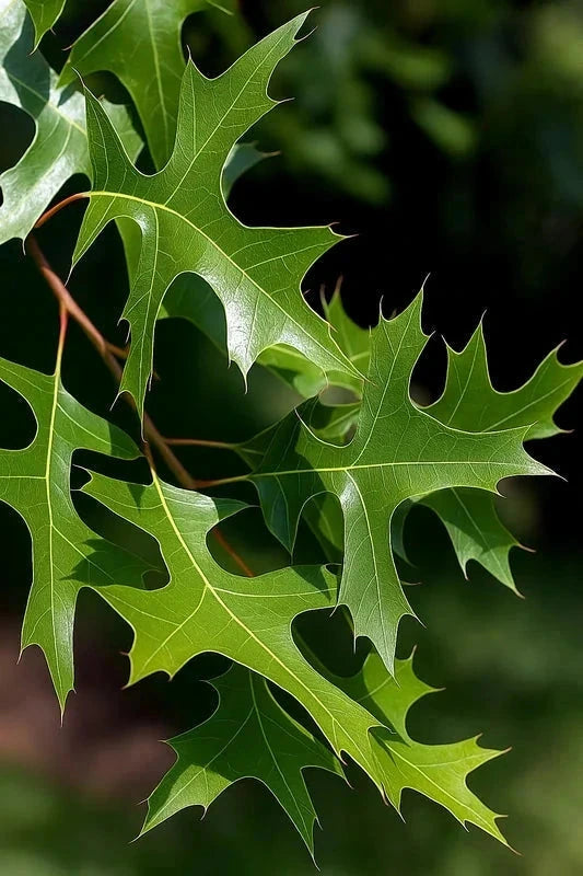 Chêne des marais - Tige 6/8cm - H.250/300cm - Racines nues - Image 3