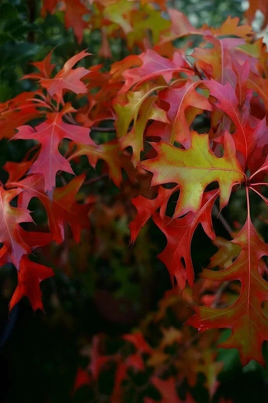 Chêne des marais - Tige 6/8cm - H.250/300cm - Racines nues - Image 4