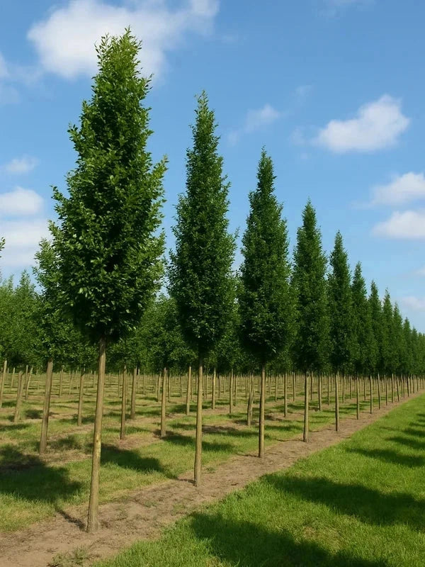 Chêne pédonculé 'Fastigiata Koster' - Baliveau - H.175/200 cm - Pot de 15 litres