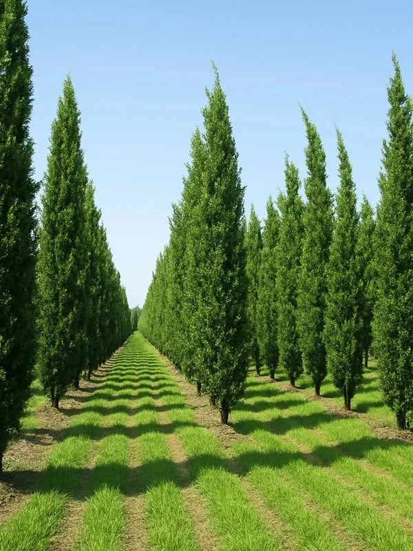 Chêne pédonculé 'Fastigiata Koster' - Baliveau - H.175/200 cm - Pot de 15 litres - Image 2