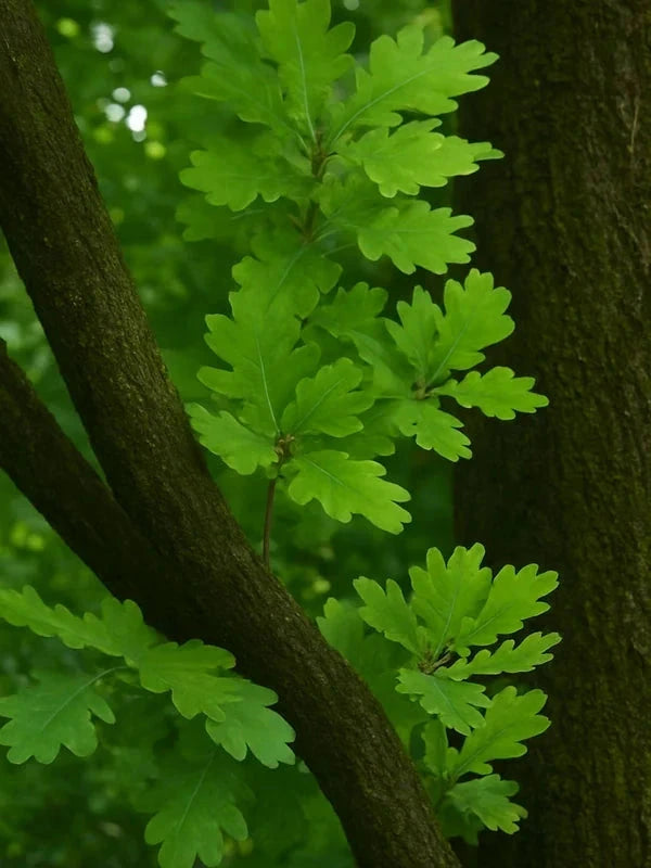 Chêne pédonculé 'Fastigiata Koster' - Baliveau - H.175/200 cm - Pot de 15 litres - Image 4
