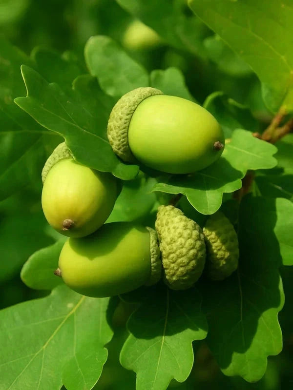 Chêne pédonculé 'Fastigiata Koster' - Baliveau - H.175/200 cm - Pot de 15 litres - Image 5