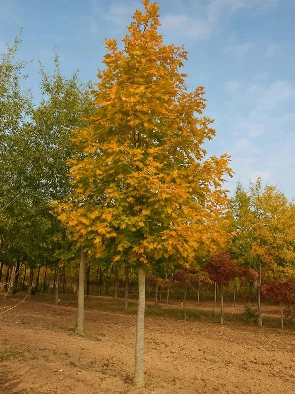 Chêne rouge 'Boltes Gold' - Baliveau - H.175/200 cm - Pot de 15 litres - Image 1