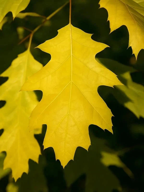 Chêne rouge 'Boltes Gold' - Baliveau - H.175/200 cm - Pot de 15 litres - Image 3