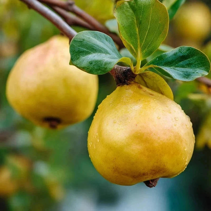 Cognassier 'Champion' - 1/2 tige - H.175/200cm - Pot de 12 litres - Image 1