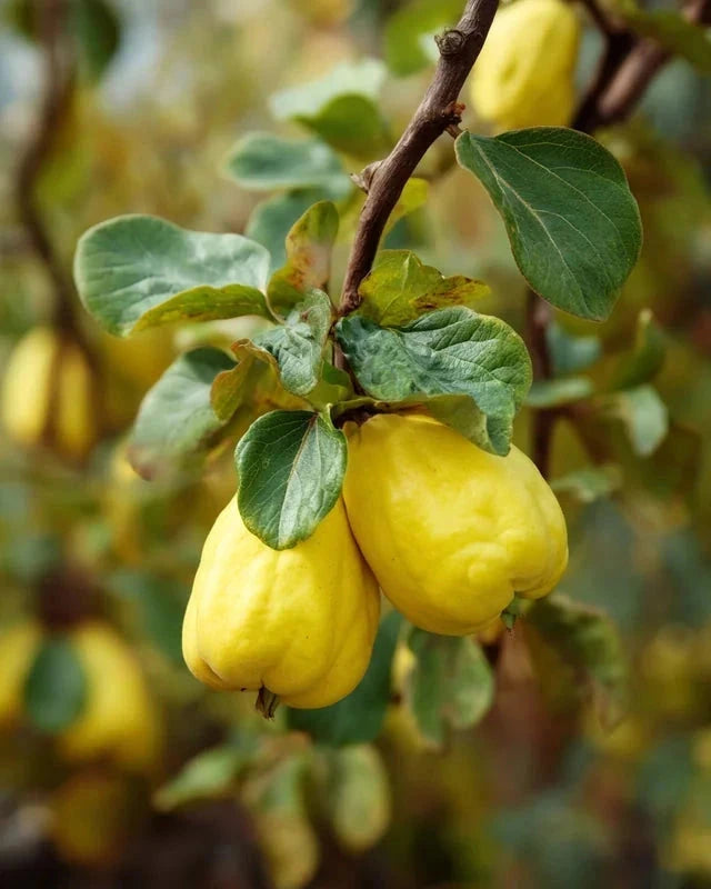 Cognassier 'Monstrueux de vranja' - Gobelet - H.125/150cm - Pot de 10 litres