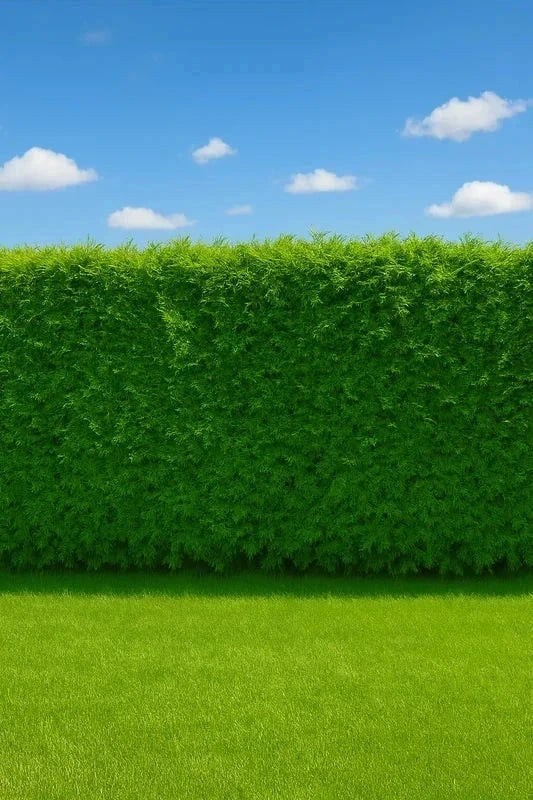 Cupressocyparis 'Atrovirens' - H.175/200cm - Pot de 25 litres