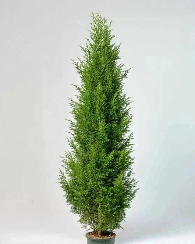 Cupressocyparis 'Atrovirens' - H.175/200cm - Pot de 25 litres - Image 2