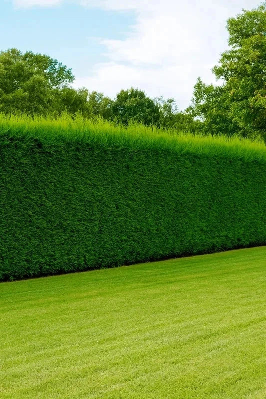 Cupressocyparis leylandii - H.250/300cm - Pot de 25 litres - Image 3