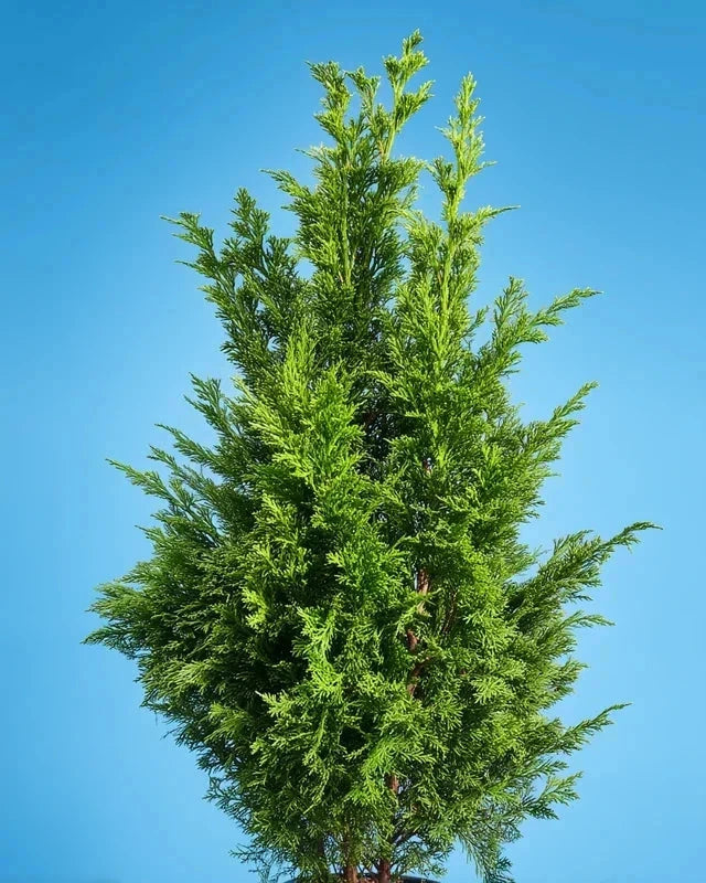 Cupressocyparis leylandii - H.250/300cm - Pot de 25 litres - Image 4