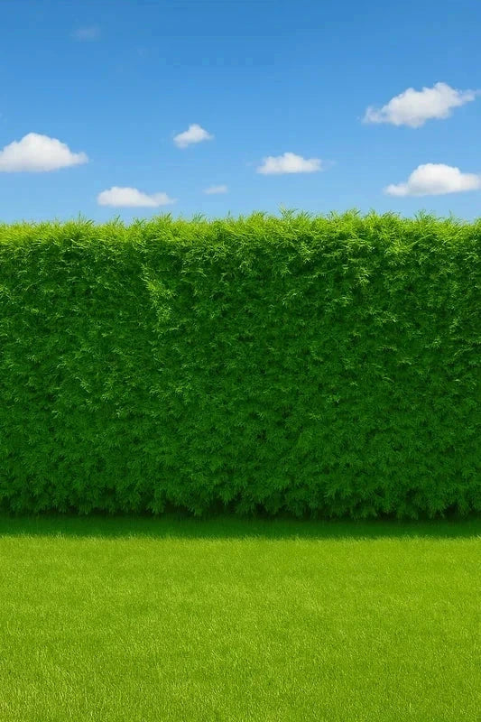 Cyprès de Leyland 'Atrovirens' - H.200/250cm - Pot de 25 litres - Image 1