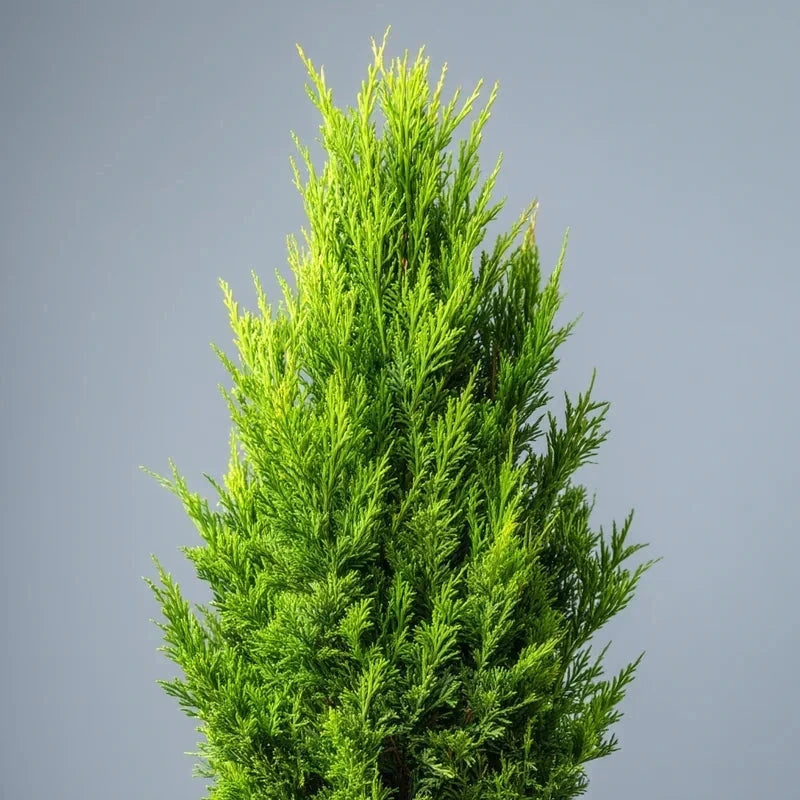 Cyprès de Leyland 'Atrovirens' - H.200/250cm - Pot de 25 litres - Image 2