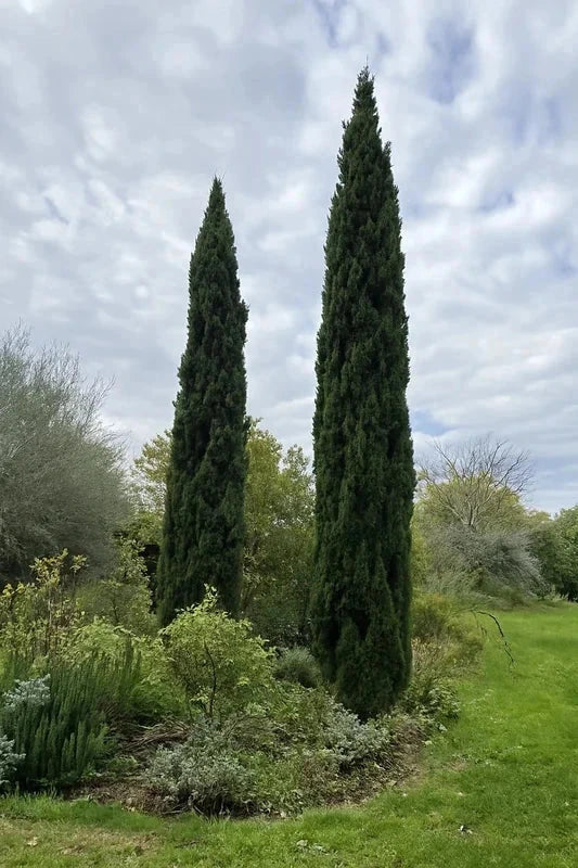 Cyprès de Provence 'Stricta' - H.125/150cm - Pot de 7,5 litres - Image 3