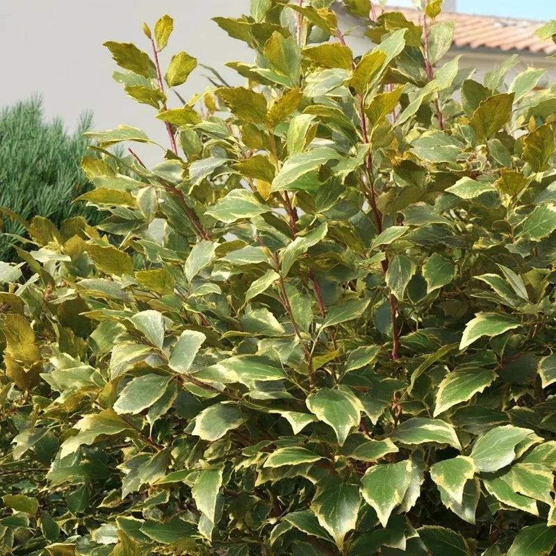 Elaeagnus ebbingei 'Viveleg' - H.100/125cm - Pot de 35 litres