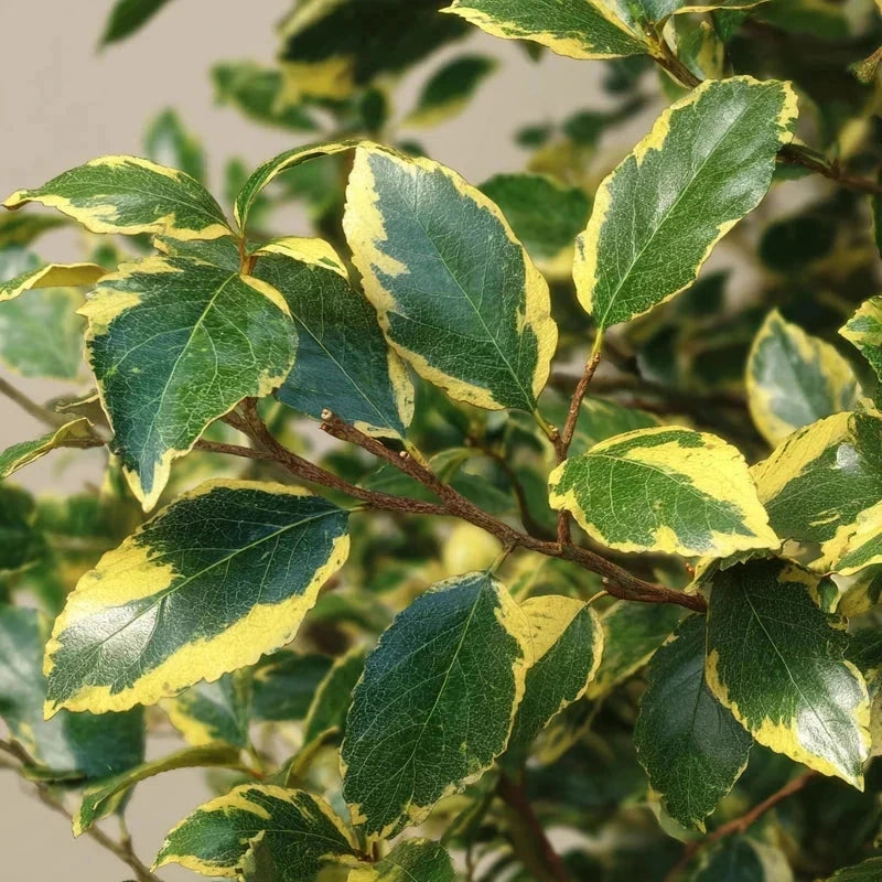 Elaeagnus ebbingei 'Viveleg' - H.150/175cm - Pot de 35 litres
