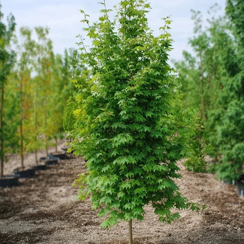 Érable argenté 'Pyramidale' - H.175/200cm - Baliveau - Pot de 15 litres