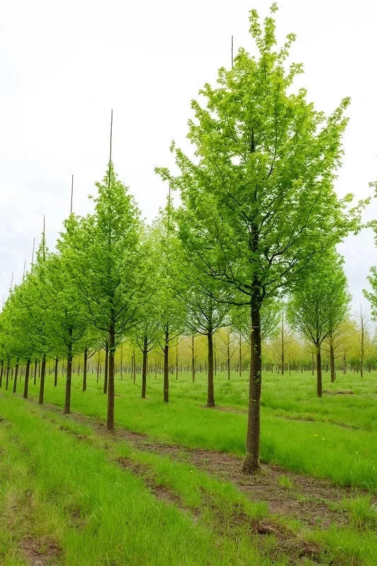 Érable champêtre 'Elsrijk' - Baliveau - H.175/200 cm - Pot de 15 litres