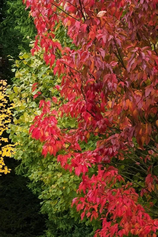 Érable de l'Amour - Baliveau H.175/200cm - Pot de 15 litres