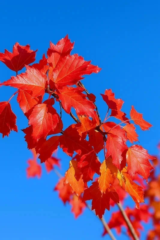 Érable de l'Amour - Baliveau H.175/200cm - Pot de 15 litres - Image 4