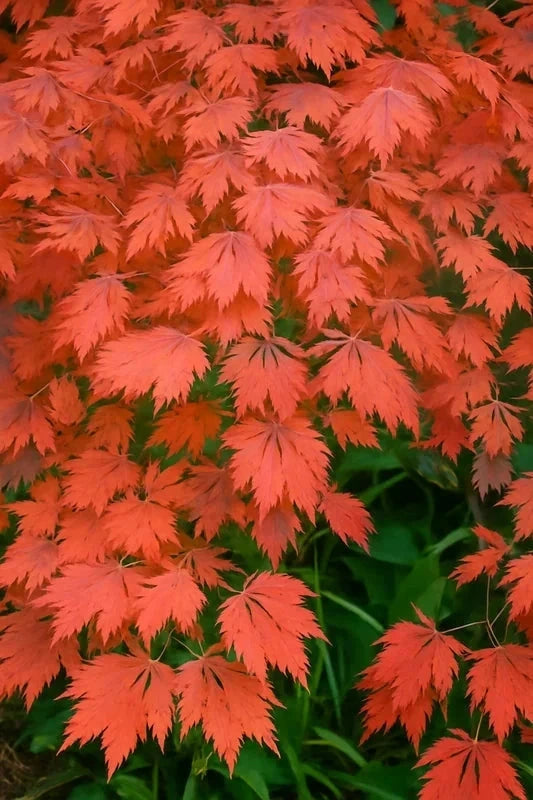 Érable du Japon 'Aconitifolium' - Greffé - H.60/80cm - Pot de 7 litres