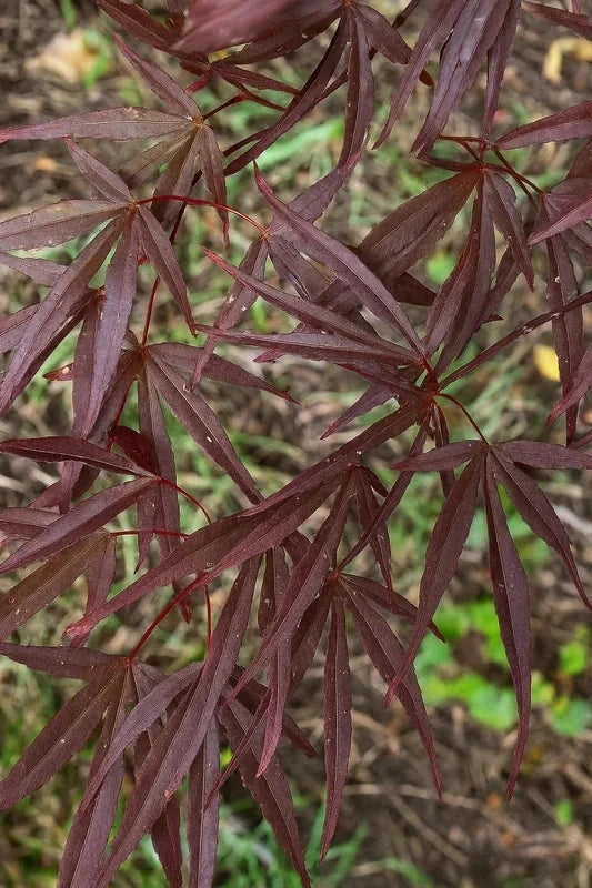 Erable du Japon 'Atrolineare' - Greffé - H.80/100cm - Pot de 15 litres