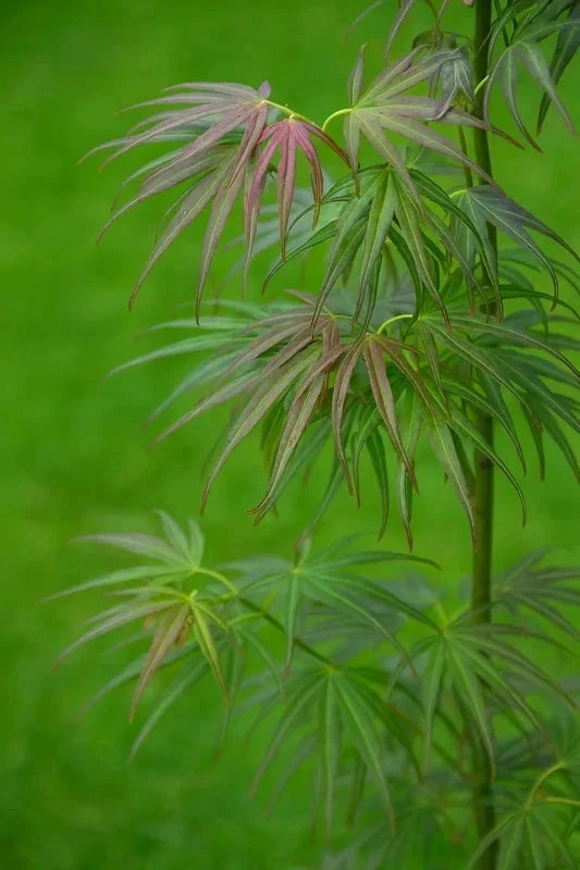 Erable du Japon 'Atrolineare' - Greffé - H.80/100cm - Pot de 15 litres - Image 4