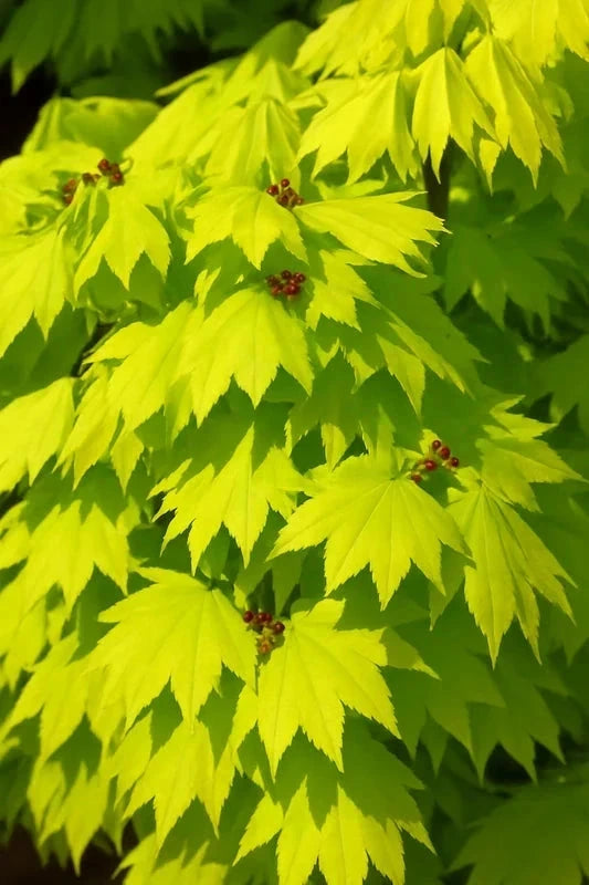 Erable du Japon 'Aureum' - Greffé - H.100/125cm - Pot de 30 litres