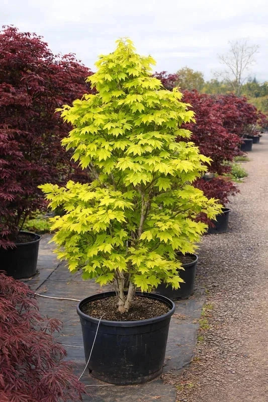 Erable du Japon 'Aureum' - Greffé - H.80/100cm - Pot de 15 litres