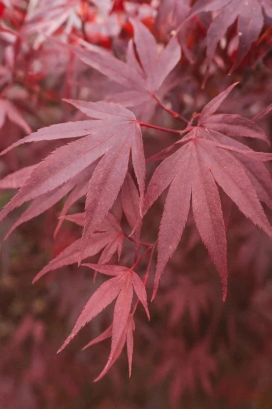 Érable du Japon 'Bloodgood' - Greffé - H.80/100cm - Pot de 15 litres
