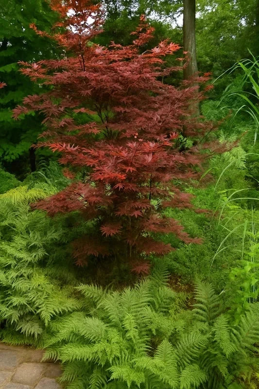 Érable du Japon 'Bloodgood' - Greffé - H.80/100cm - Pot de 15 litres - Image 2