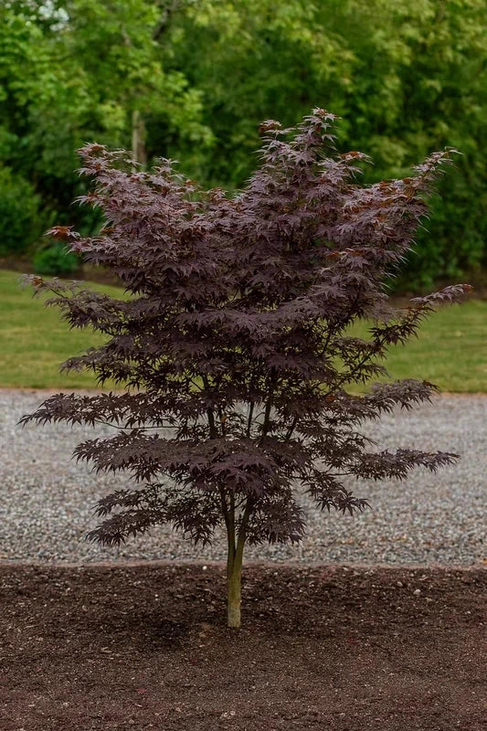 Érable du Japon 'Bloodgood' - Greffé - H.80/100cm - Pot de 15 litres - Image 3