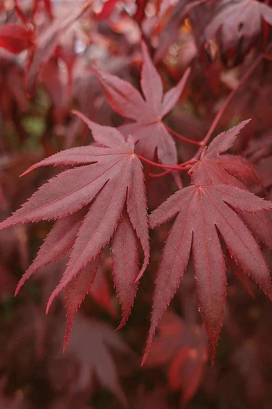 Érable du Japon 'Bloodgood' - Greffé - H.80/100cm - Pot de 15 litres - Image 4