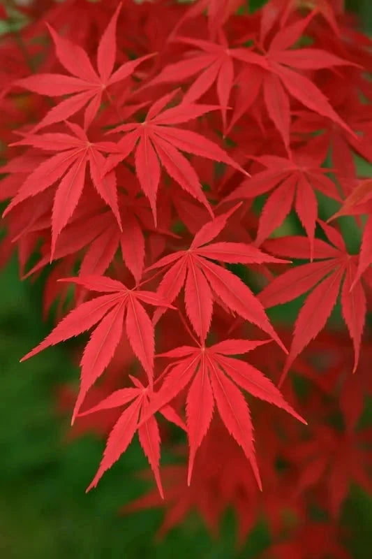 Érable du Japon 'Burgundy Lace' Greffé - H.80/100cm - Pot de 15 litres