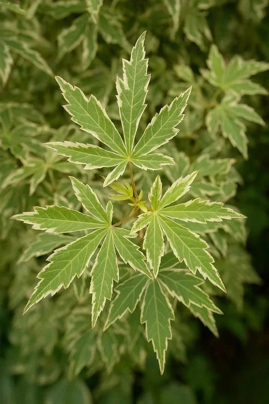 Érable du Japon 'Butterfly' - Greffé - H.125/150cm - Pot de 50 litres
