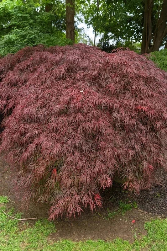 Érable du Japon 'Crimson Queen' - Greffé - H.100/125cm - Pot de 30 litres