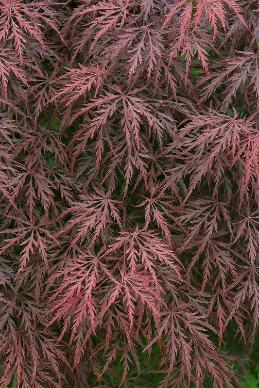 Érable du Japon 'Crimson Queen' - Greffé - H.80/100cm - Pot de 15 litres