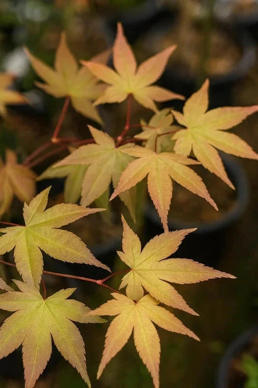 Érable du Japon 'Deshojo' - Greffé - H.80/100cm - Pot de 15 litres