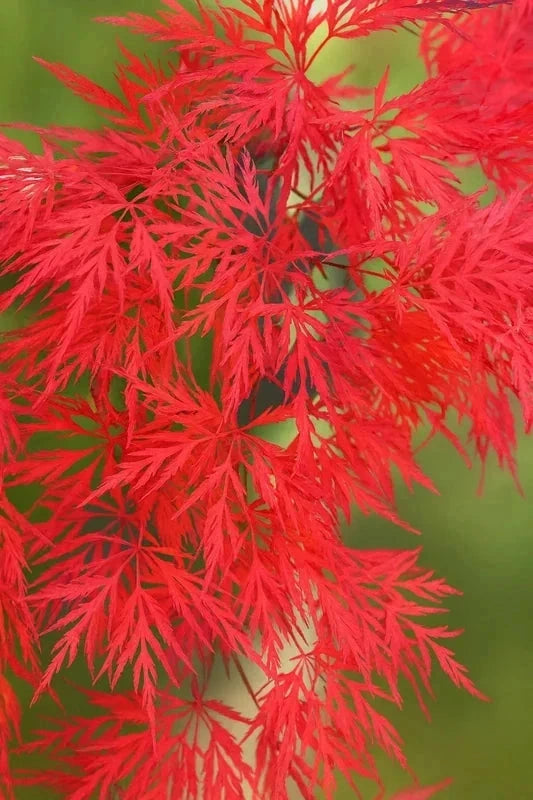 Erable du Japon 'Emerald Lace' - Greffé - H.125/150cm - Pot de 50 litres - Image 2