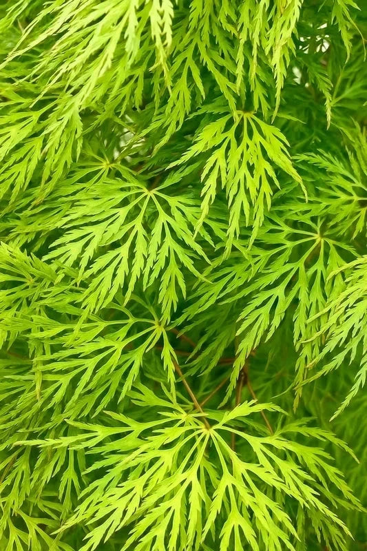 Erable du Japon 'Emerald Lace' - Greffé - H.125/150cm - Pot de 50 litres - Image 3