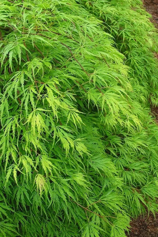 Erable du Japon 'Emerald Lace' - Greffé - H.125/150cm - Pot de 50 litres - Image 4