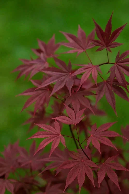 Erable du Japon 'Fire Glow' - Greffé - H.60/80cm - Pot de 7 litres