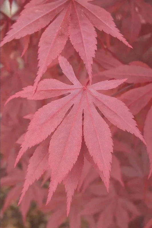 Erable du Japon 'Fire Glow' - Greffé - H.80/100cm - Pot de 15 litres